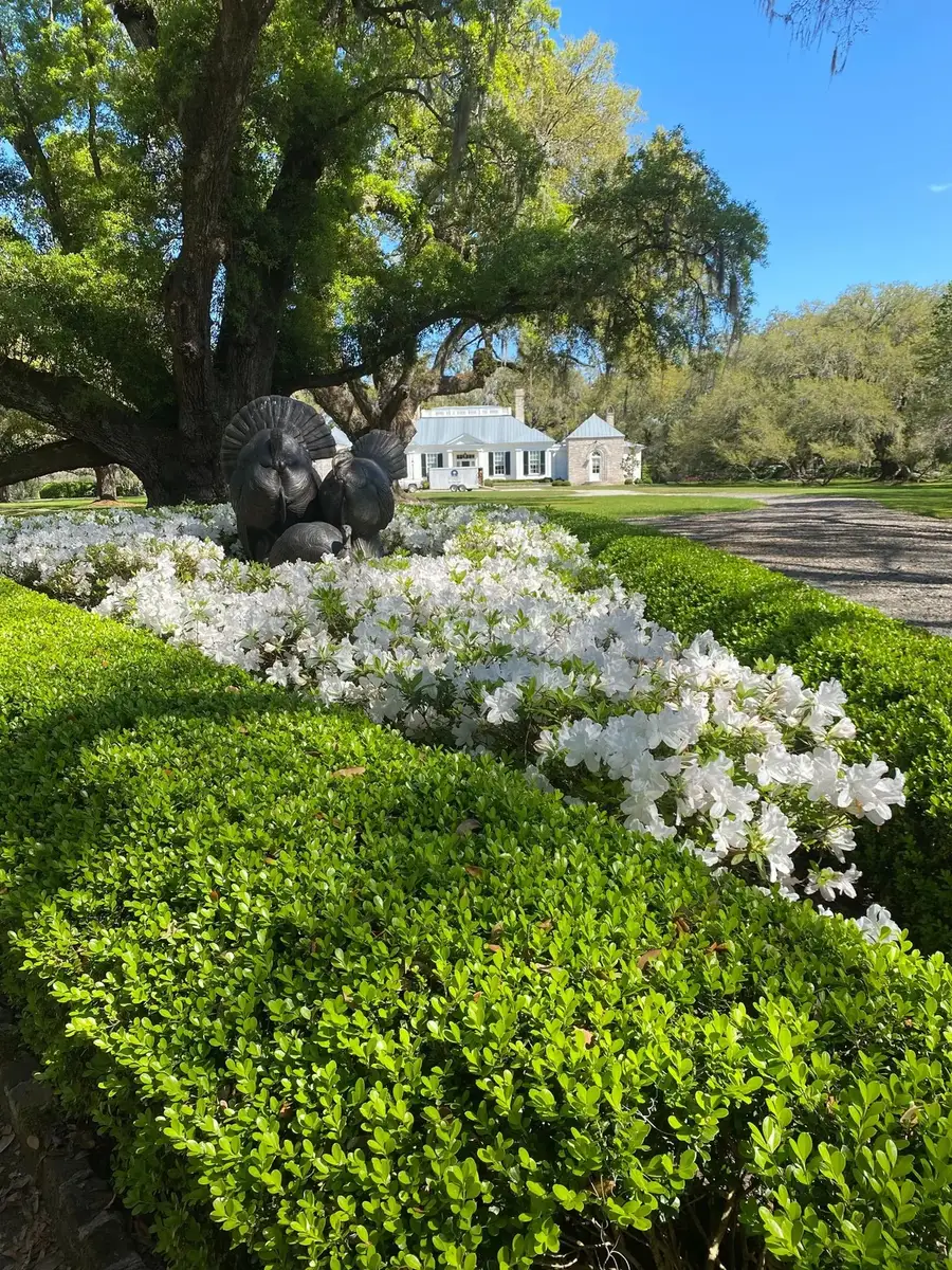 White flowering beds beneath a live oak at a Lowcountry estate